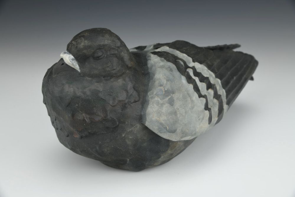 Sleeping Rock Pigeon