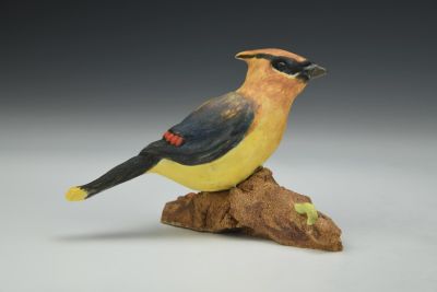 Cedar Waxwing on Forest Log