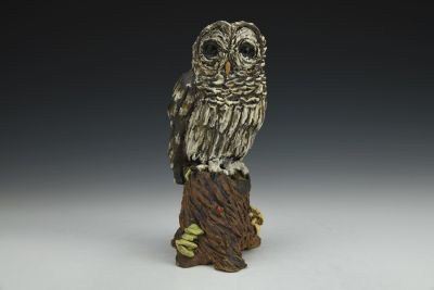 Barred Owl on Forest Stump