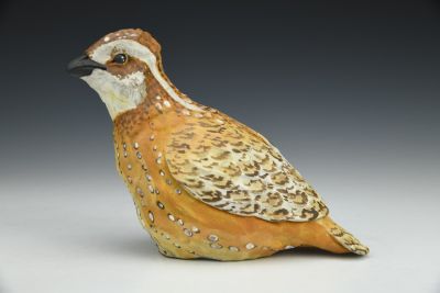 Northern Bobwhite