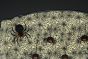 Happy Spider Family Serving Platter