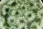 Daisy Plate