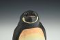 Penguino