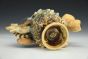 Lionfish Barnacle Cup