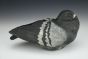 Sleeping Rock Pigeon