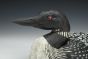 Common Loon