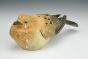 Mourning Mourning Dove