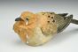 Mourning Mourning Dove