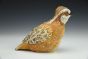 Northern Bobwhite