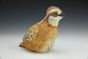 Northern Bobwhite