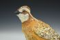 Northern Bobwhite