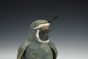 California Quail